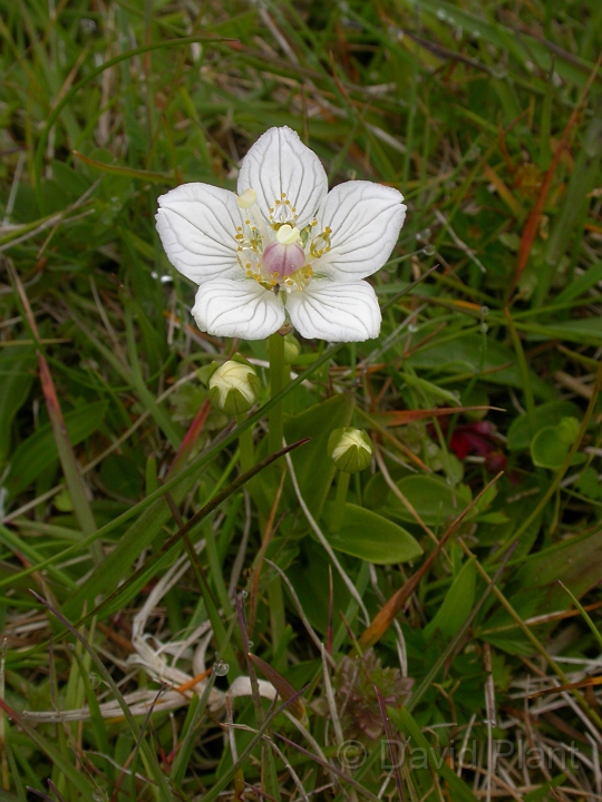 Grass of parnassus - A.JPG - Grass of parnassus - Orkney